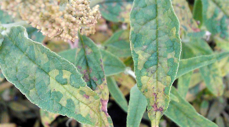 Downy mildew on buddleja - image: Dove Associates